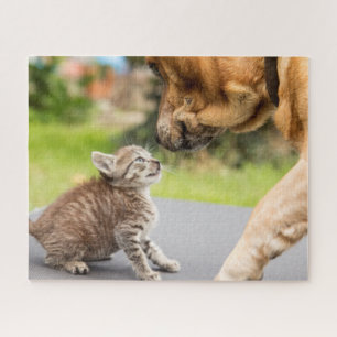 Hund u. Katze Getty Bild- in der Liebe