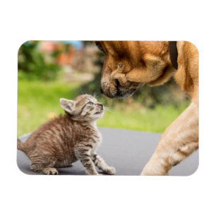 Hund u. Katze Getty Bild-  in der Liebe Magnet