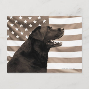 Hund und amerikanische Flagge Postkarte