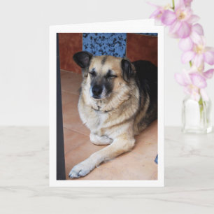 Hund und Fliesen Portrait Karte