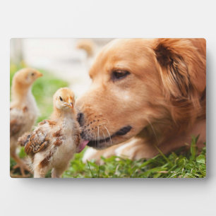 Hund und Küken Fotoplatte