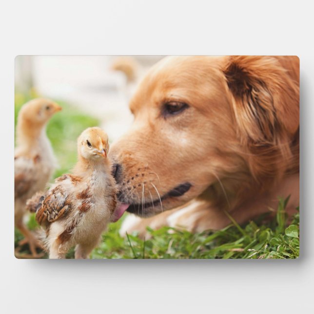 Hund und Küken Fotoplatte (Vorderseite)