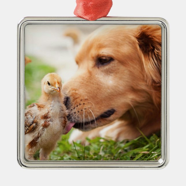 Hund und Küken Silbernes Ornament (Vorne)