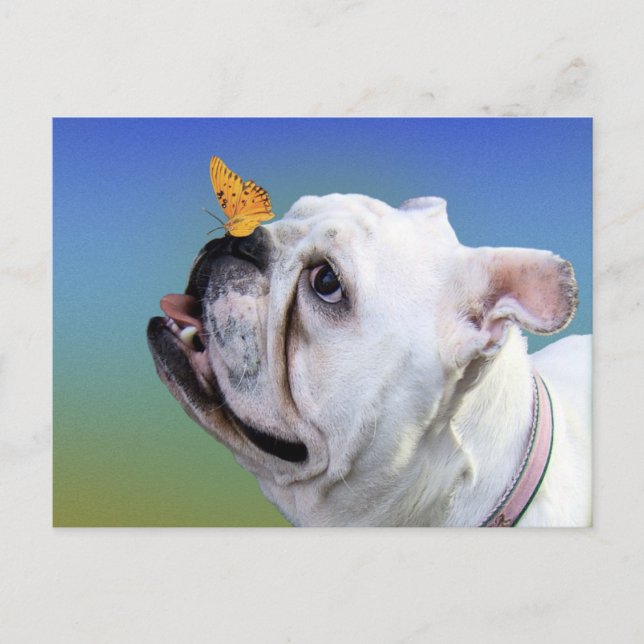 Hund und Schmetterling Postkarte (Vorderseite)
