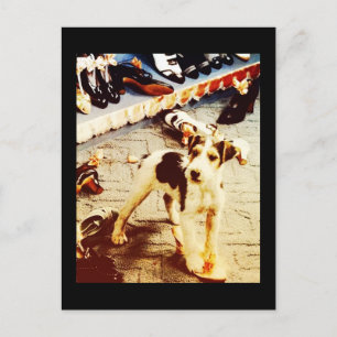 Hund und Schuhe Postkarte