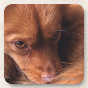 Hund Untersetzer