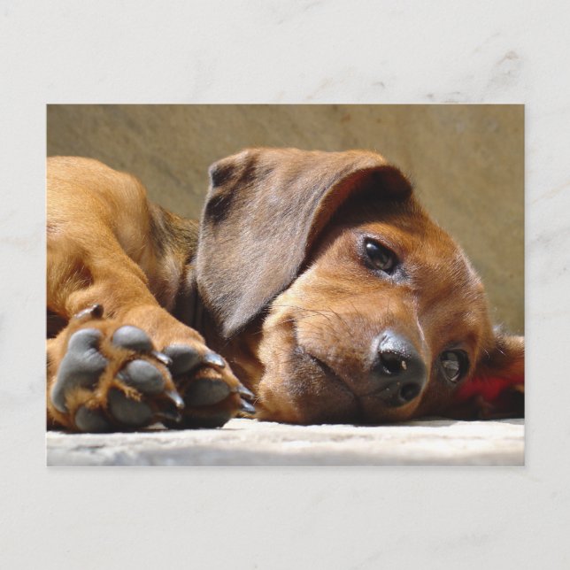 Hund vermisst Sie Postkarte (Vorderseite)