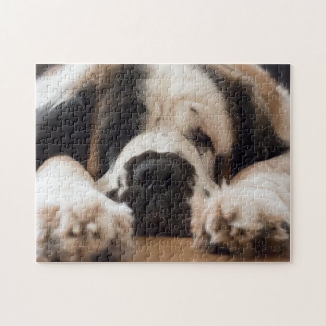 Hund von Saint Bernard (Horizontal)
