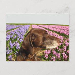 Hund vor einem Feld der Frühlingsblume Blume Postkarte