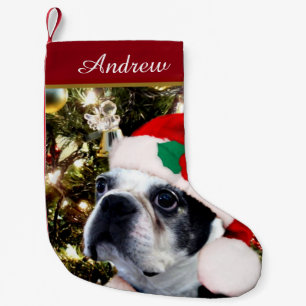 Hund Weihnachtsbostons Terrier Kleiner Weihnachtsstrumpf