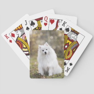 Hund Welpe Canine Weißer Hund Fell Spielkarten