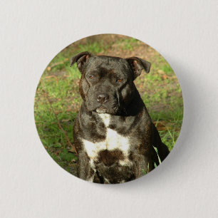 Hund züchtet Staffy Button