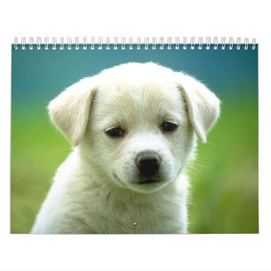 Hundcalander Kalender
