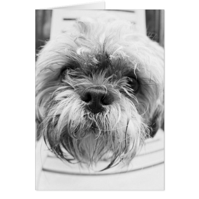 Hündchen-Karte (Vorne)