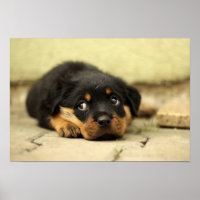 Hündchen