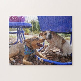 hunde