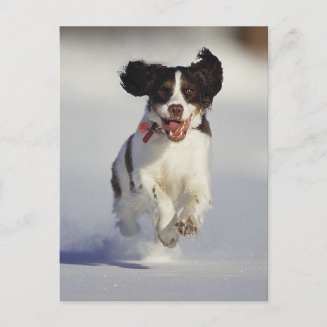 Hunde - 1 postkarte (Vorderseite)