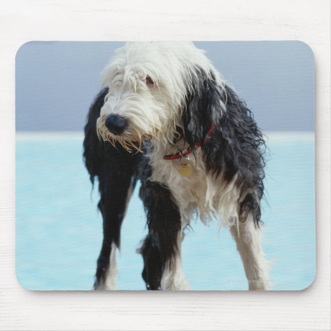Hunde am Pool Mousepad (Vorne)