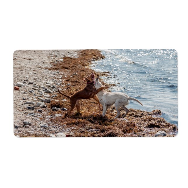 Hunde am Strand (Vorne)