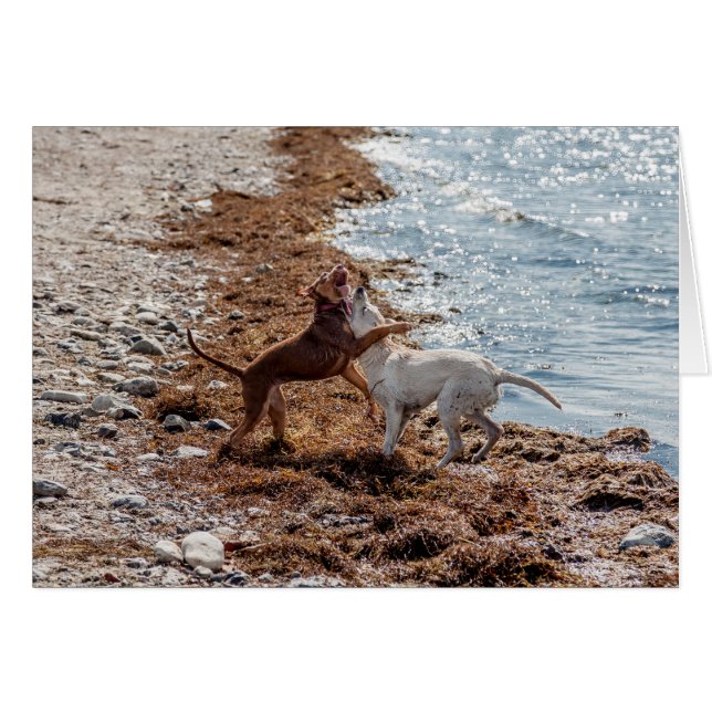 Hunde am Strand (Vorderseite (Horizontal))