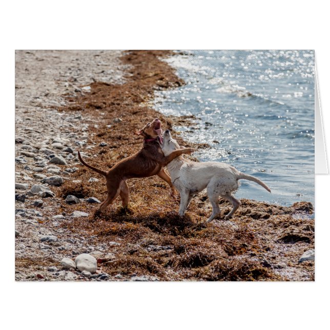 Hunde am Strand (Vorderseite (Horizontal))