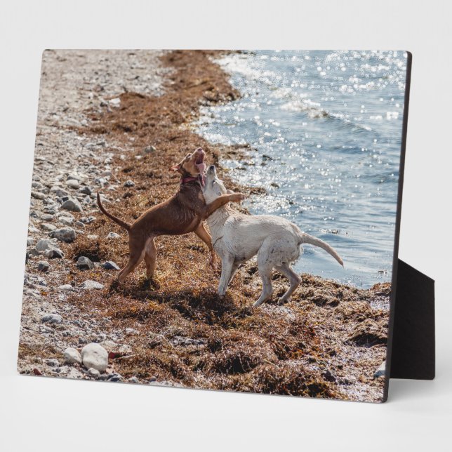 Hunde am Strand Fotoplatte (Seite)