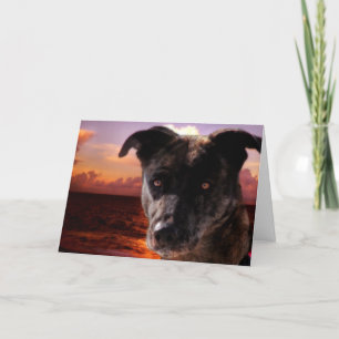 Hunde am Strand, Geburtstag Karte