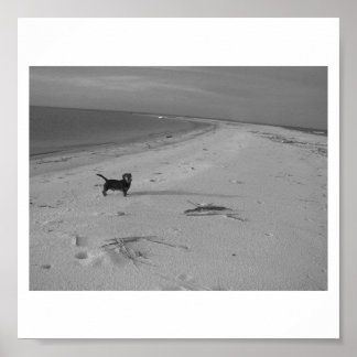 Hunde am Strand Poster