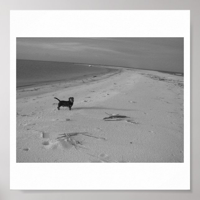 Hunde am Strand Poster (Vorne)