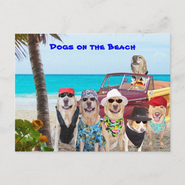Hunde am Strand Postkarte (Vorderseite)