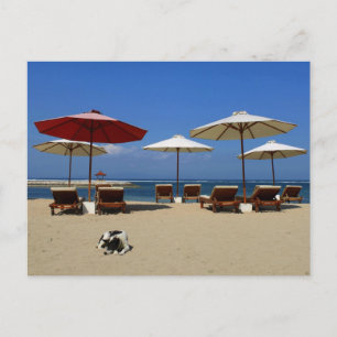 Hunde am Strand Postkarte