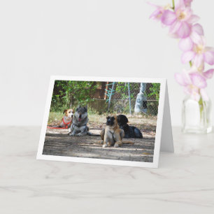 Hunde an der Schulungsschule Karte