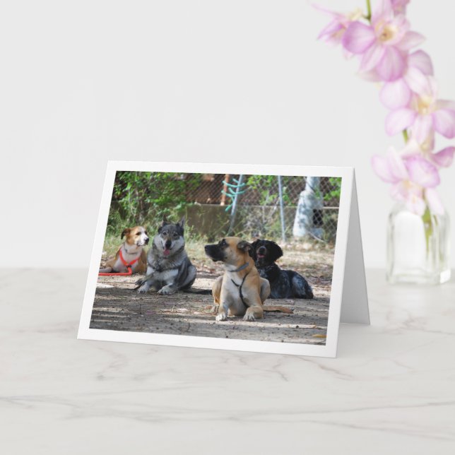 Hunde an der Schulungsschule Karte (Orchidee)