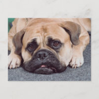 Hunde auf dem Boden