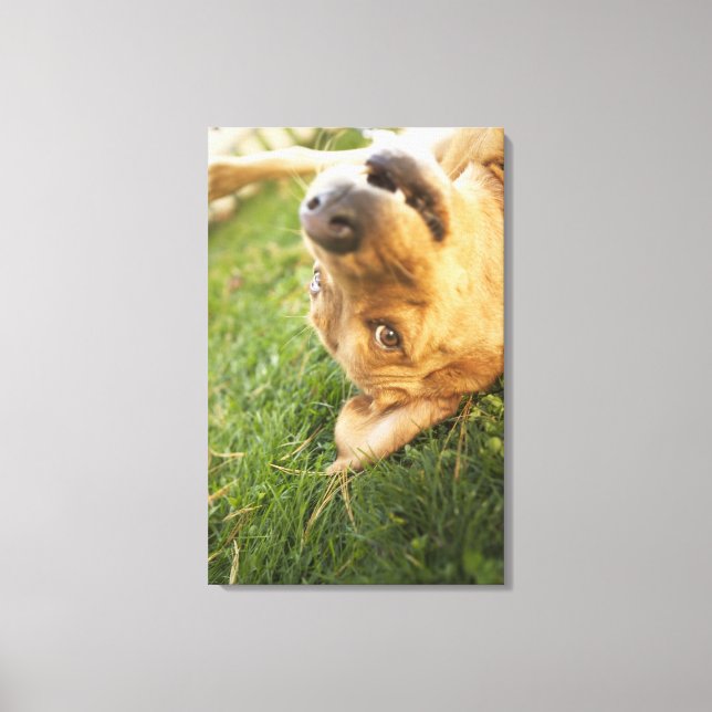 Hunde auf der Rückseite rollen Leinwanddruck (Vorderseite)