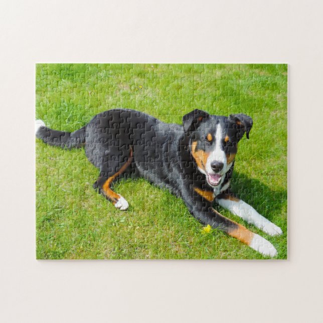 Hunde aus dem Appenzeller Gebirge. (Horizontal)