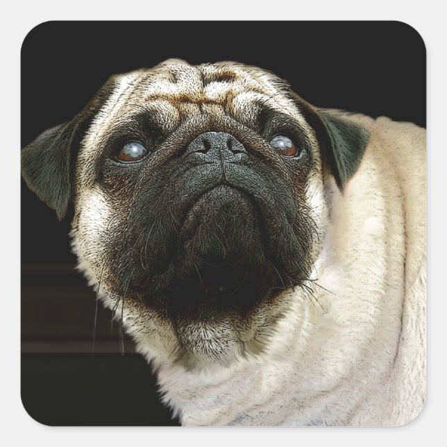 Hunde-Designs für Heimtiere Quadratischer Aufkleber (Vorderseite)