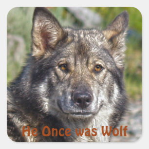 Hunde-Designs für Heimtiere Quadratischer Aufkleber
