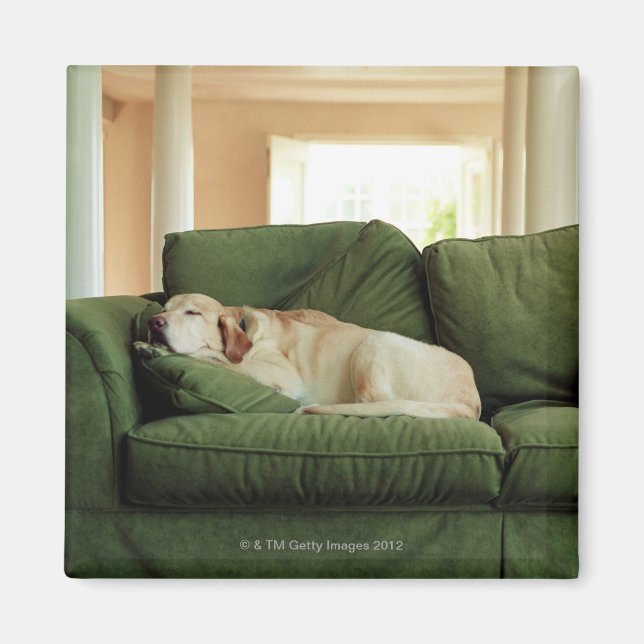 Hunde, die auf einem Sofa schlafen Magnet (Vorne)