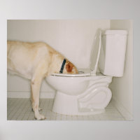 Hunde, die aus der Toilette trinken