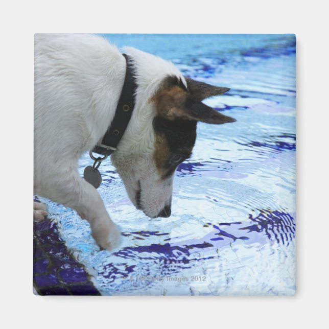 Hunde, die das Wasser am Pool berühren Magnet (Vorne)