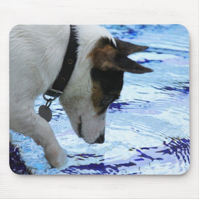 Hunde, die das Wasser am Pool berühren Mousepad (Vorne)