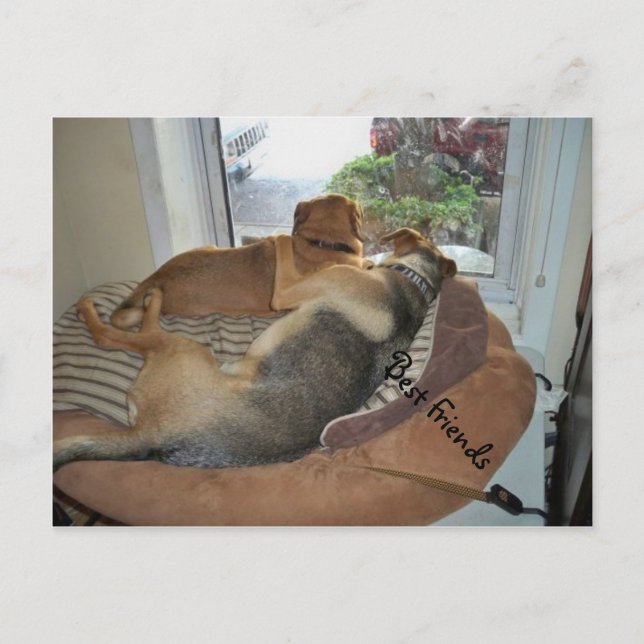 Hunde, die eine Ansicht teilen Postkarte (Vorderseite)