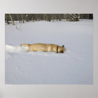 Hunde, die im Schnee aufbrechen