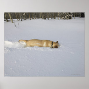 Hunde, die im Schnee aufbrechen Poster