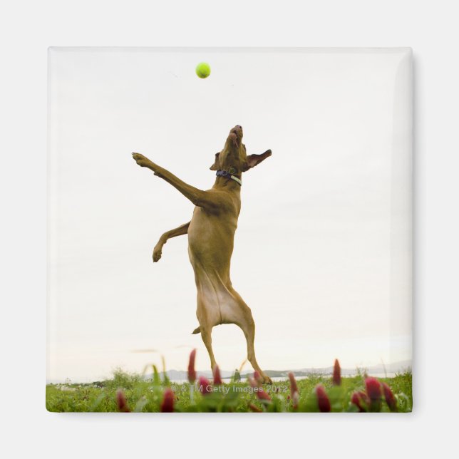 Hunde, die in der Luft Tennisball fangen Magnet (Vorne)