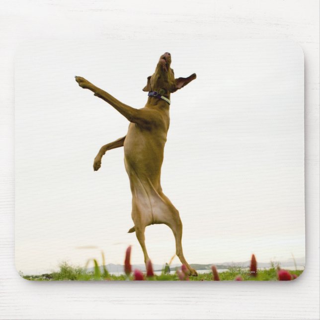 Hunde, die in der Luft Tennisball fangen Mousepad (Vorne)