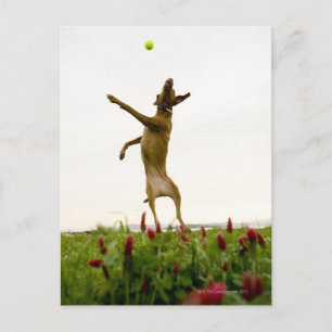 Hunde, die in der Luft Tennisball fangen Postkarte