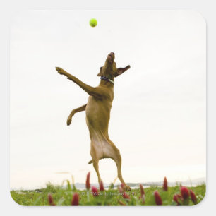 Hunde, die in der Luft Tennisball fangen Quadratischer Aufkleber