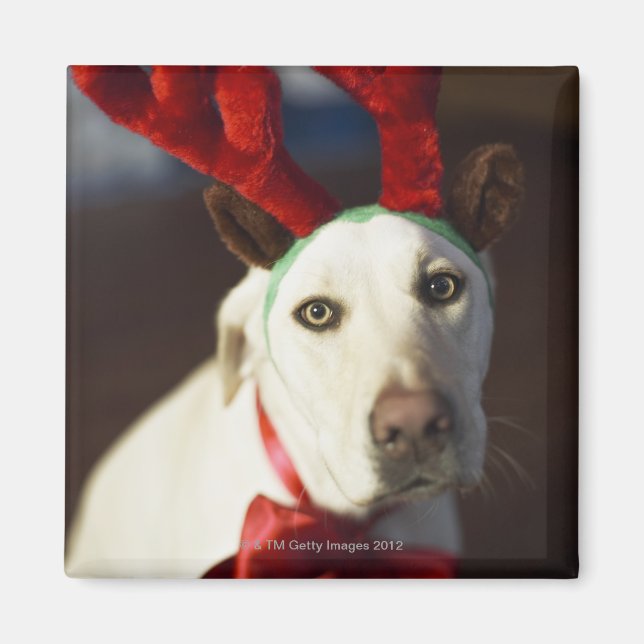 Hunde, die Rentiere tragen Magnet (Vorne)